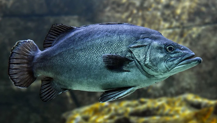 Neue Weltkarte zur genetischen Vielfalt von Fische