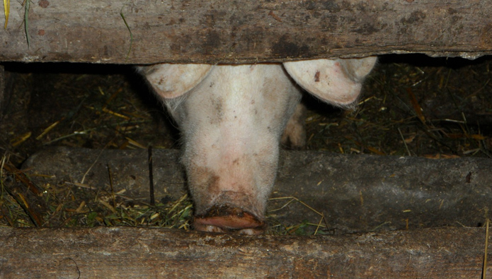 Deutsche Schweinebetriebe immer grösser