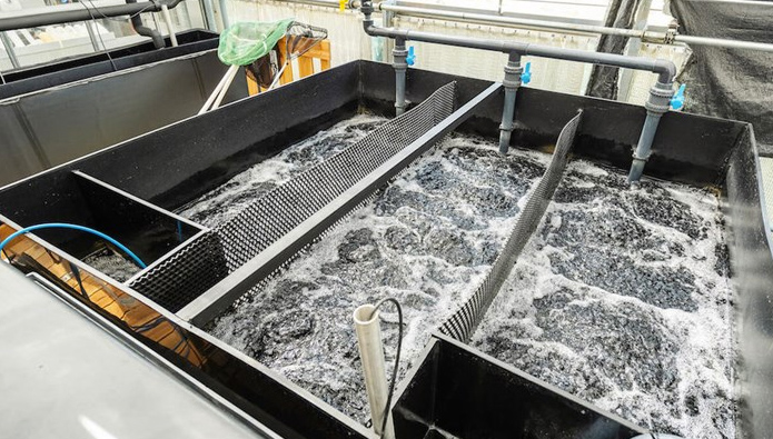 Fischzucht: ZHAW eröffnet neue Aquakulturanlage
