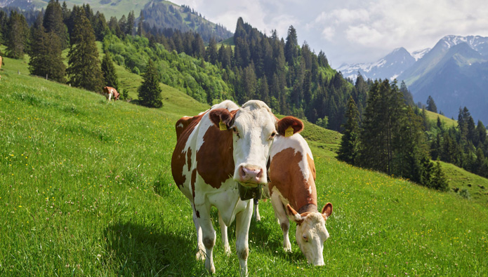 Volg stellt auf nachhaltige Wiesenmilch um